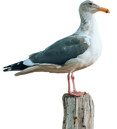 A seagull is perched on a weathered wooden post, standing tall with its feathers fluffed out and looking towards the right.