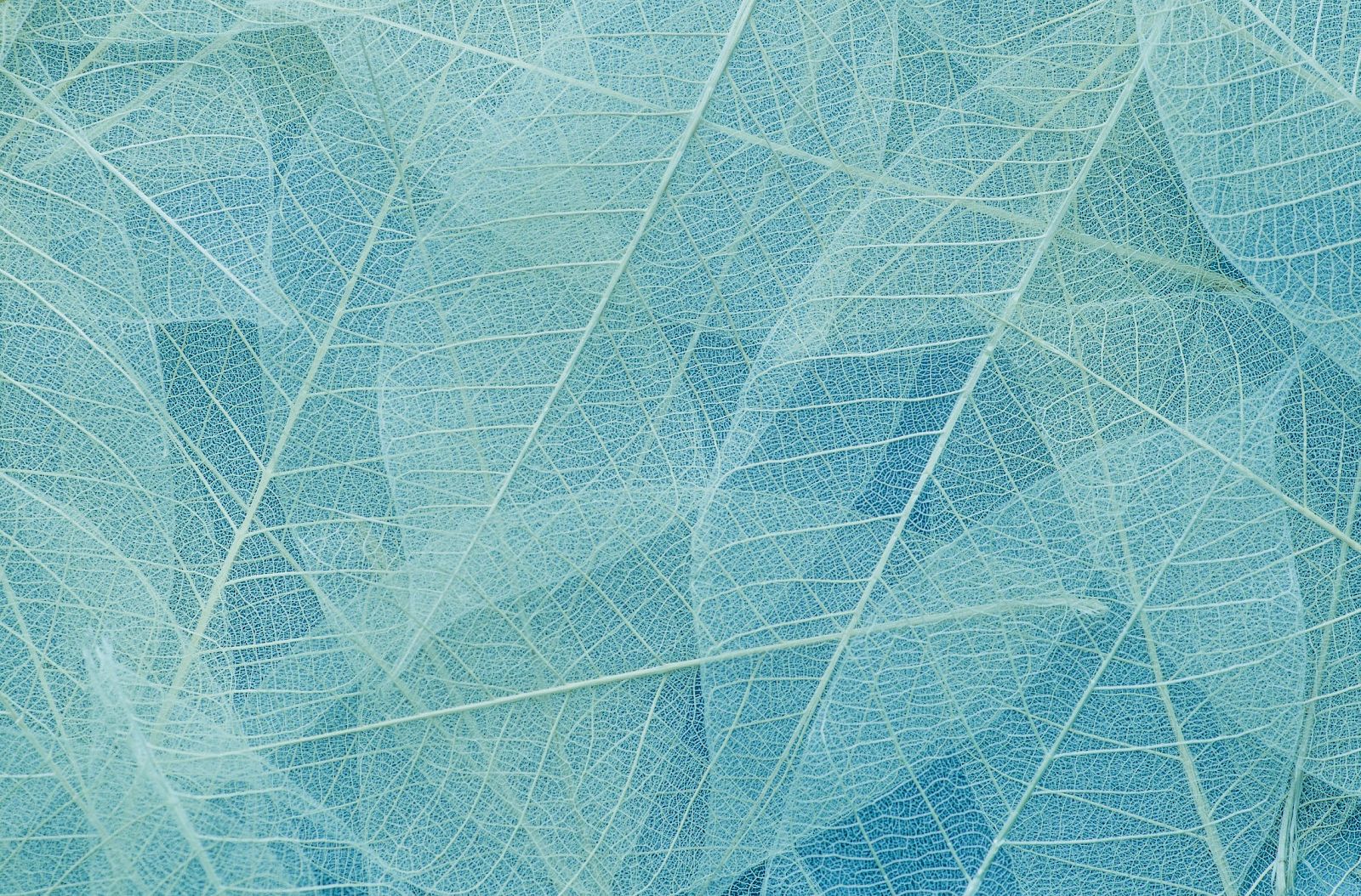 The image shows a close-up view of translucent, overlapping leaves, displaying intricate vein patterns against a soft blue background.