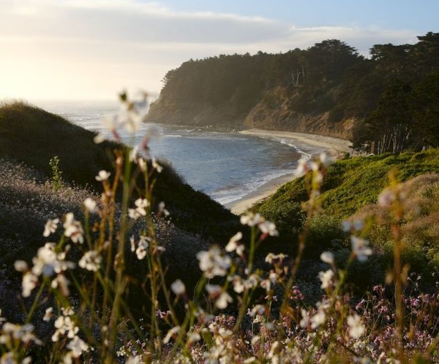 A scenic coastline with a sandy beach, lush greenery, and delicate white flowers in the foreground, framed by blue sky and distant cliffs.