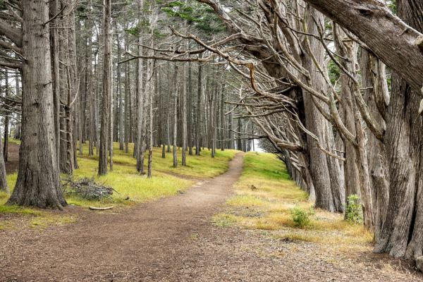 A dirt path winds through a serene forest of tall, thin trees, with light filtering through the foliage, creating a peaceful, inviting scene.