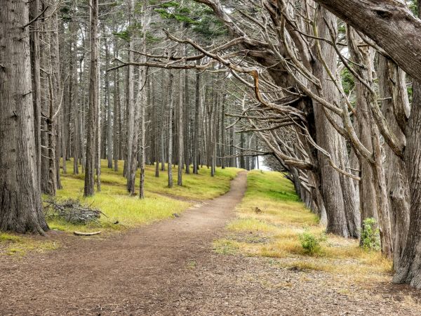 A dirt path winds through a serene forest of tall, thin trees, with light filtering through the foliage, creating a peaceful, inviting scene.