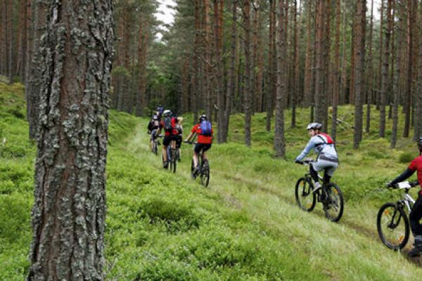 A group of cyclists is riding through a dense forest on a narrow path, surrounded by tall trees and lush greenery that looks serene and beautiful.