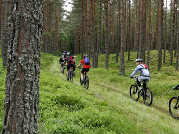 A group of cyclists is riding through a dense forest on a narrow path, surrounded by tall trees and lush greenery that looks serene and beautiful.